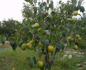 日韩棚架梨种植视频教程,视频教程精华概述