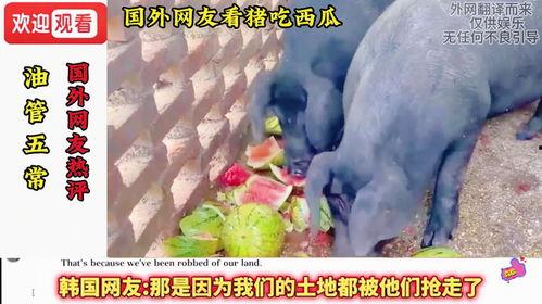 日韩看猪吃西瓜视频网站,揭秘猪吃西瓜的趣味视频盛宴
